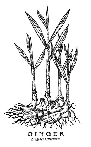 Botanical Print 2